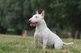 BULL TERRIER MINIATURE 115